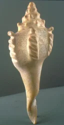 Tintenhalter aus einer Muschel mit Glyphen (Muschel)